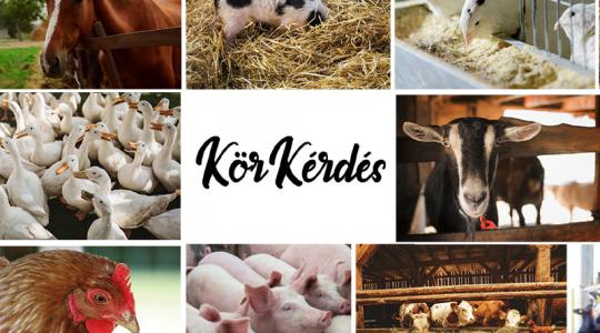 Hogyan élhetik túl az állattartók az elszállt költségek okozta krízist? 