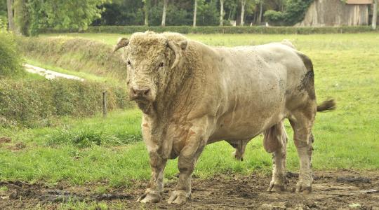 Magyar Charolais Tenyésztők Egyesülete – Regionális Szakmai Nap és Bikabemutató