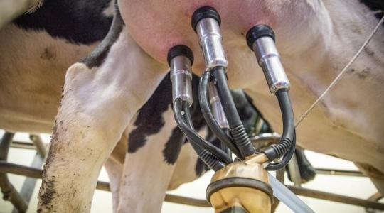 D-vitamint a fejősteheneknek is!