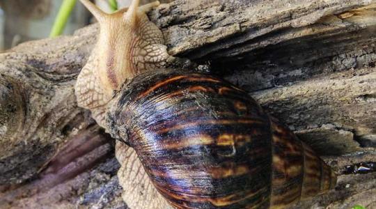 Óriáscsigák vs. Florida: a kártevők állnak vesztésre