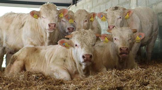 Charolais tenyészbikák kalapács alatt!