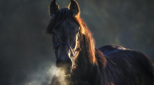 Alapítványi kézbe kerül a mezőhegyesi Ménesbirtok