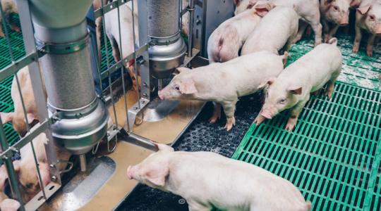 Megaprofittal kecsegtető piaci rés tátong az agrárágazat exportpiacán. Vajon ki fogja kiaknázni?