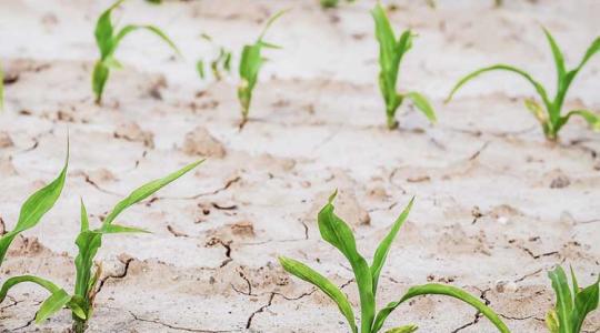 Jég és aszály: 10 milliárd forintnál tartanak az idei agrárkárok