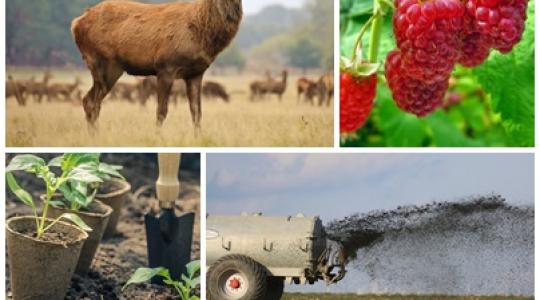 Sáfránytermesztés Magyarországon; téli metszés; tanácsok a szőlőültetéshez