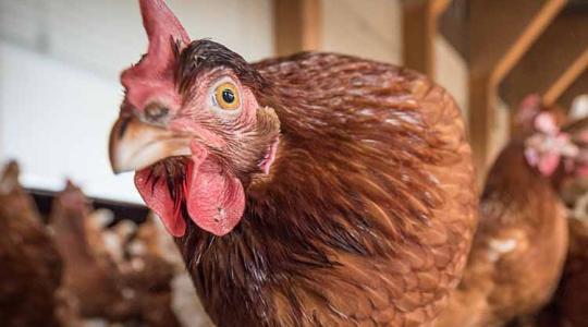 Szigorú szabályok lépnek életbe: így lehet baromfiterméket szállítani az EU-ba