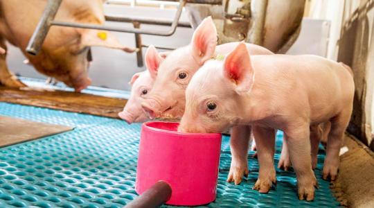 Eredményes lehet a baromfi- és sertéságazat antibiotikumok nélkül!