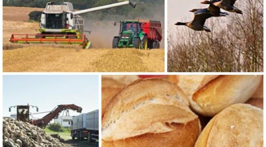 Tovább drágul a kenyér, a műtrágya és a takarmány