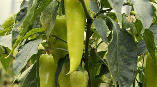 Szentesi paprika is bekerült a Hungarikumok Gyűjteményébe