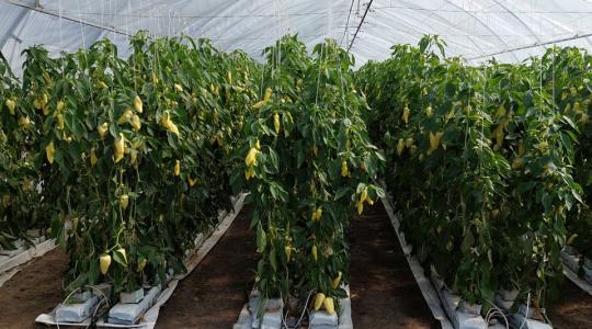 Ismerjük meg a szentesi paprika történetét!