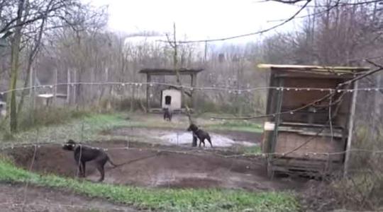 Csak erős idegzetűeknek! – Videón a tiltott viadalokat szervező kutyatenyésztők elfogása