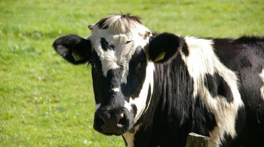 Még a szív- és érrendszeri betegségek megelőzésében is segít ez a különleges tej