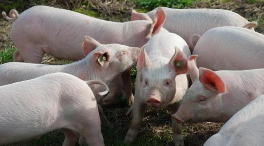 Mentőöv a sertéstartóknak, rekordösszegű kifizetés várható