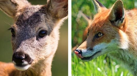 A patás növényevőknél ritka-, a ragadozó emlősöknél viszont gyakori a rákos betegség A patás növényevőknél ritka-, a ragadozó emlősöknél viszont gyakori a rákos betegség