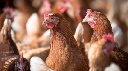 Madárinfluenza-járvány: egyes területeken enyhítik a korlátozásokat