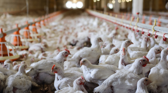 Stop az antibiotikumok használatára: egy újabb világjárvány kirobbanását okozhatják