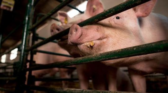 Górcső alatt a szaporodásbiológia – fantasztikus összefüggésekre világít rá egy magyar kutatás