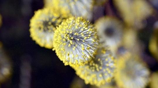 Rossz időszak következik: idén különösen korán indul a pollenszezon