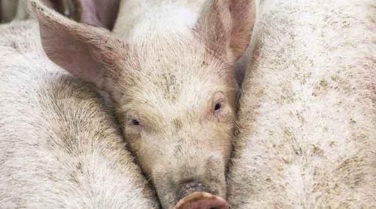 Újra erőre kapott a román mezőgazdaság? A számok erre utalnak!