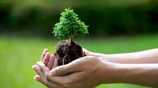 Induljon a bonsai! Az Olimpia helyszíne a versenyeken kívül is sok különlegességet tartogat