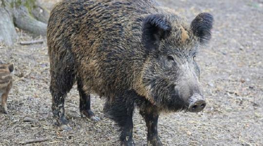Friss: Olaszországban erdőket zártak le a sertéspestis miatt
