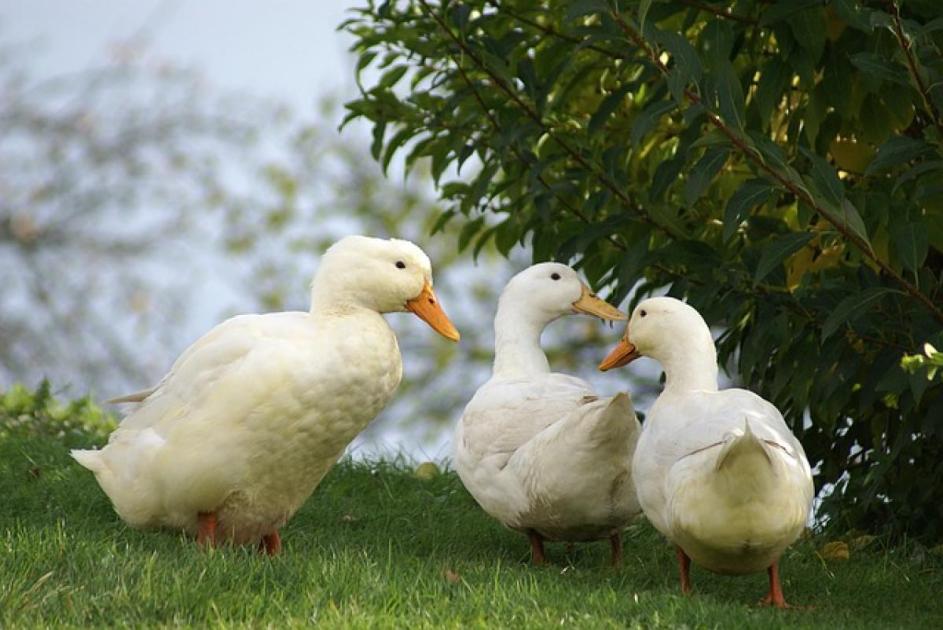 Rossz hírek Szabolcsból: 37 ezer pecsenyekacsát kell leölni