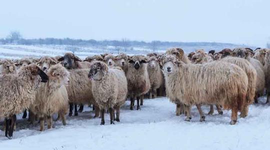 Időjárás: Havazás bárhol lehet – mutatjuk, hol lesz a legvastagabb a friss hótakaró