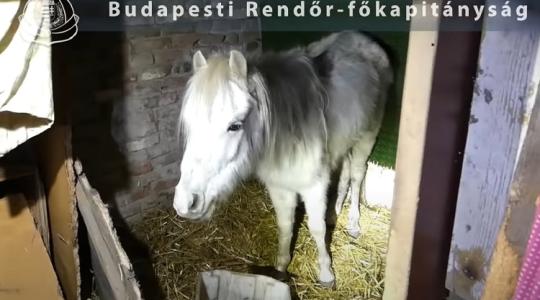 Ló, kecske és sertés tetem – és több legyengült állat egy fővárosi ház udvarán! – Videó