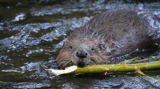 Drasztikus fellépést terveznek a hódok ellen Szentgotthárdon