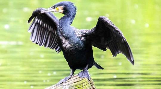 A horgászok szerint ideje volt – gyérítik a kormoránokat a Duna esztergomi szakaszán
