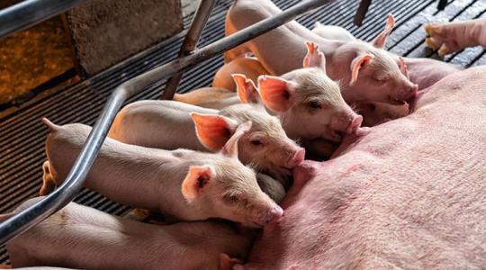 Tűréshatáron a sertéstartók – akár 40 ezer kocával is csökkenhet az állomány egy év alatt