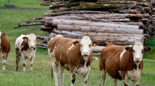 Ennyivel lett drágább a marharostélyos