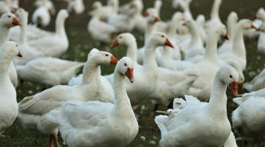 Tüntetésre készülnek a baromfitenyésztők – váratlanul megszakítja amerikai útját Nagy István 