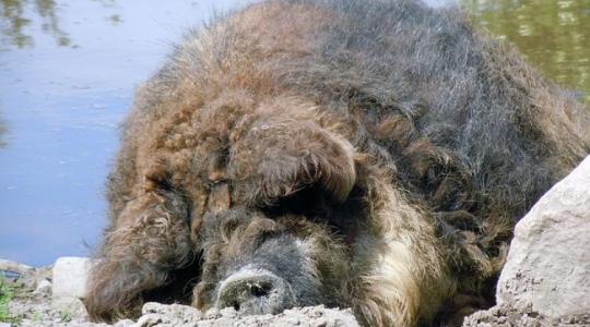 Őshonos nemzeti kincsünk: a mangalica