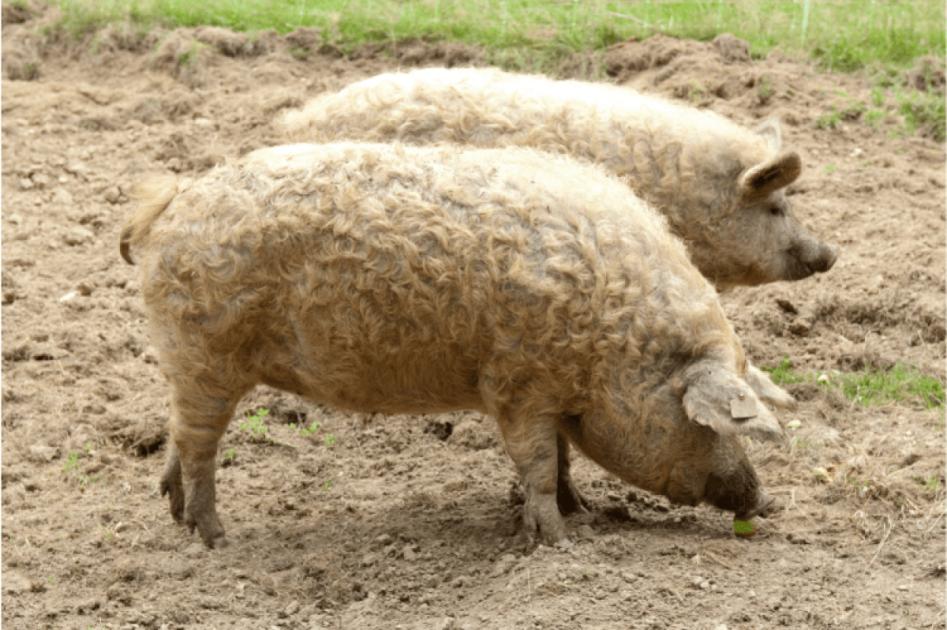 Őshonos nemzeti kincsünk: a mangalica
