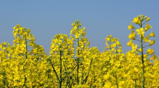2022 tavaszának kulcskérdése a repce-fénybogár elleni védekezés