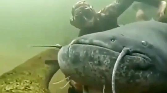 Embernagyságú harcsával került egészen intim közelségbe egy búvár - Videó