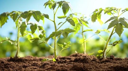 Mit tehetünk azért, hogy a primőr zöldségek megőrizzék jó kondíciójukat a tél végéig?