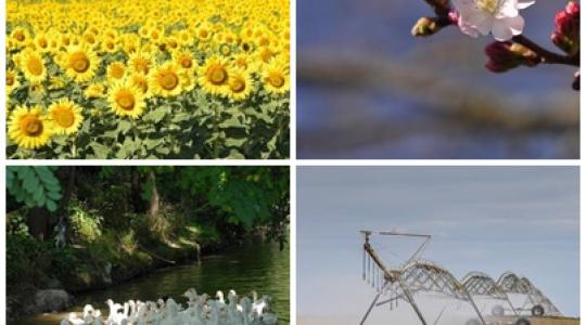 Újabb támogatások, így éri meg zöldségeket termeszteni, új fejlesztés a levéltetvek ellen