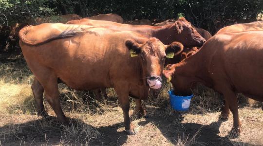 Gyönyörű Angus borjak a legelőn – aszályos évben is! – Videó