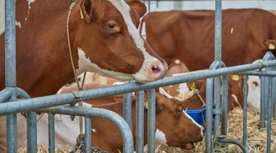 Az uniós támogatások feltétele lesz az antibiotikum-felhasználás mérséklése