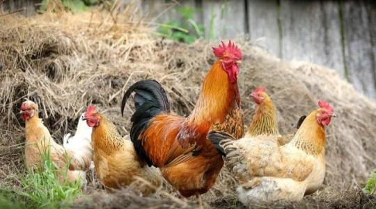 Miért jelent veszélyt a vadmadarak tavaszi vándorlása?