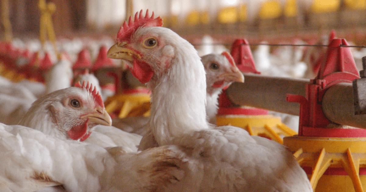 Kíváncsi vagy, miként alakult a vágóhidak élőállat-vágása 2021-ben? Már mutatjuk is! Kíváncsi vagy, miként alakult a vágóhidak élőállat-vágása 2021-ben? Már mutatjuk is!