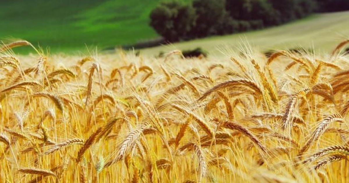 Az agrárminiszter bejelentette: nem lehet több gabonát kivinni Magyarországról