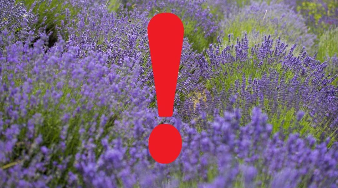 Méghogy a levendula mérgező!? El a kezekkel a levendulánktól!