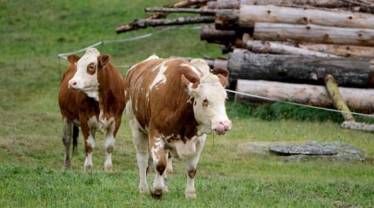 Közeleg az antibiotikum-felhasználás bejelentés első határideje