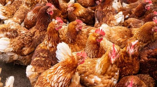 Rezsicsökkentést sürget a Baromfi Termék Tanács