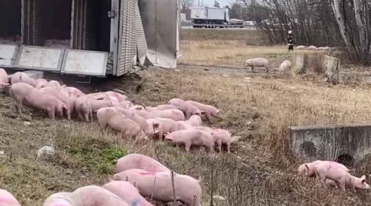 Rendhagyó dolga volt a tűzoltóknak: 400 süldőt mentettek ki egy felborult kamionból