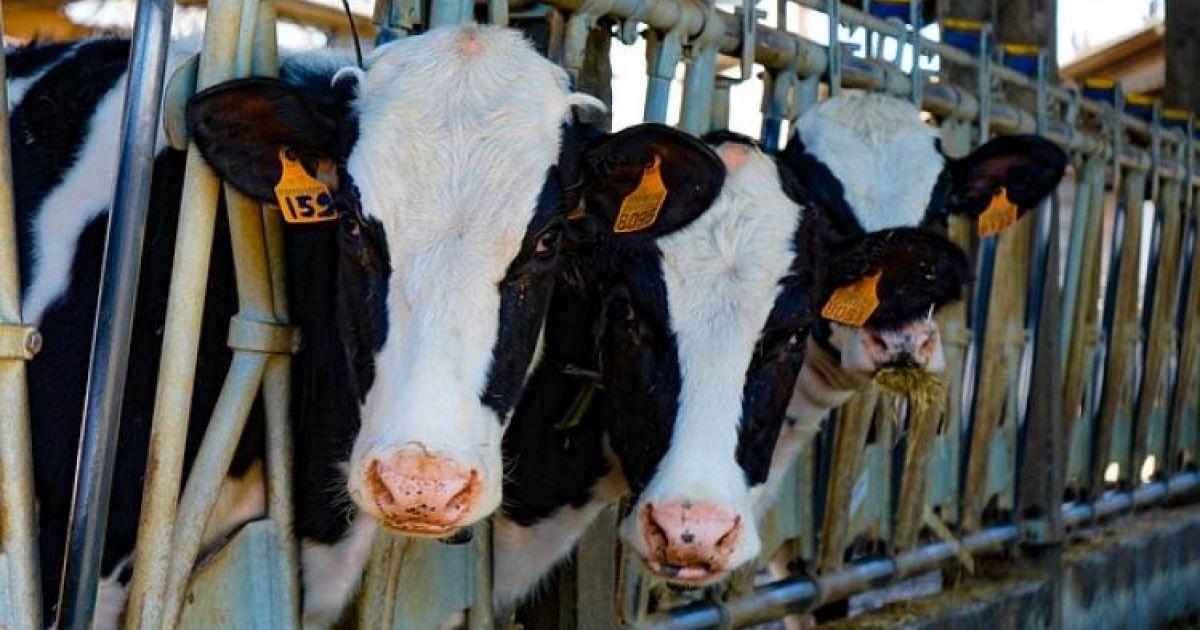 Az agrár-és élelmiszeripar a legnagyobb perspektívával rendelkező ágazat Az agrár-és élelmiszeripar a legnagyobb perspektívával rendelkező ágazat