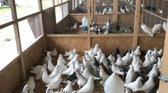 Ennyi pénzt kaphatnak a galambtartók – fontos határidő közeleg!